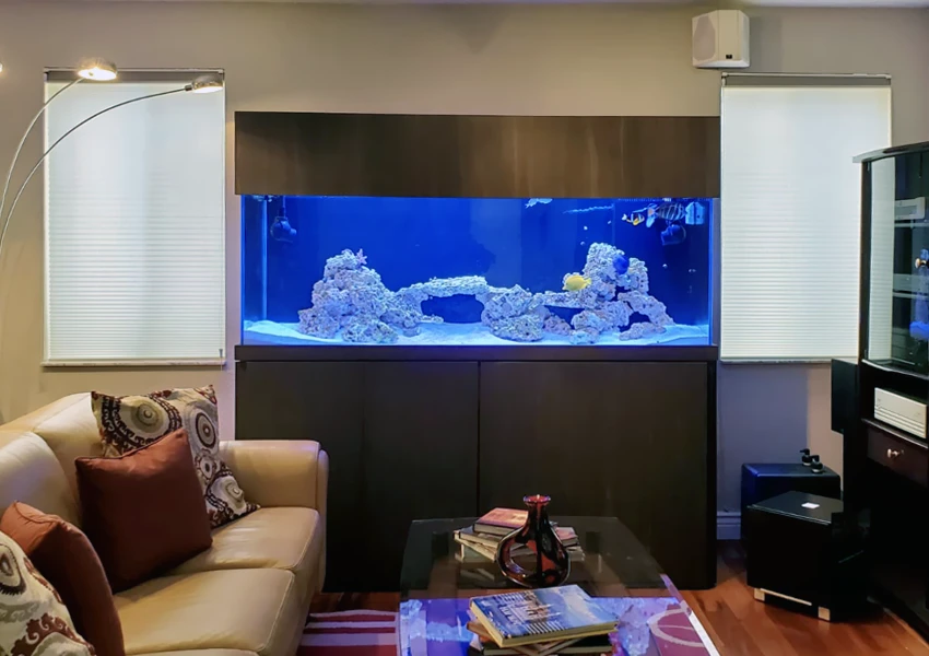 Standard rectangular aquarium placed against the living room wall