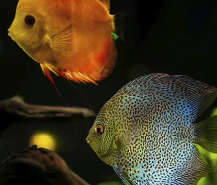 Colorful discus fish swimming in a vibrant aquatic ecosystem